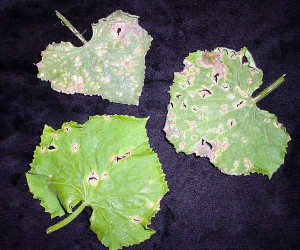 Anthracnose