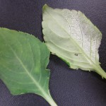 Impatiens Downy Mildew leaf