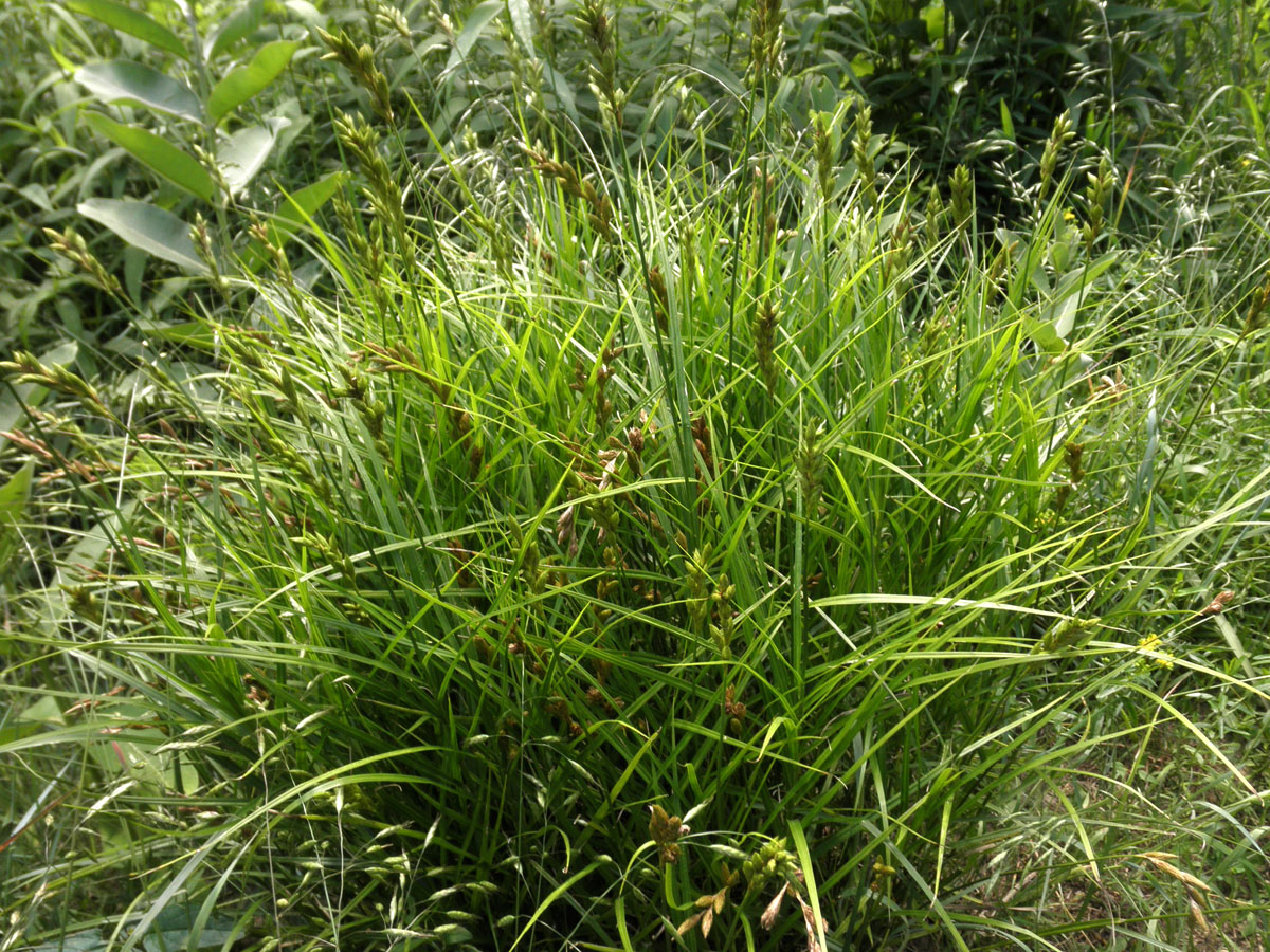 Осока Carex muskingumensis