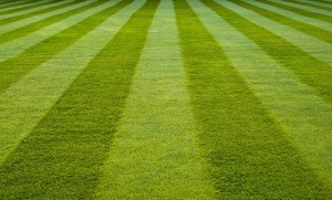 Manicured Lawn