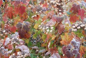 oakleaf hydrangea fall