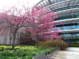 Appalachian Red redbud at the ima jems DSCF6211 copyIMG_8779