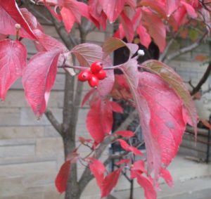 cropped flowering dogwood fall color berries flower domes jems