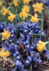 444074 Iris Reticulata