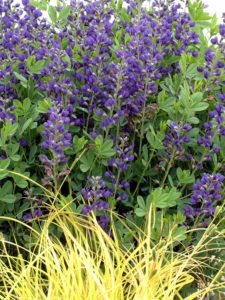 baptisia australis walters