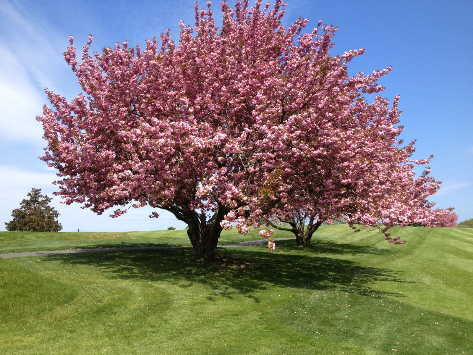 Delightful Cherry Tree